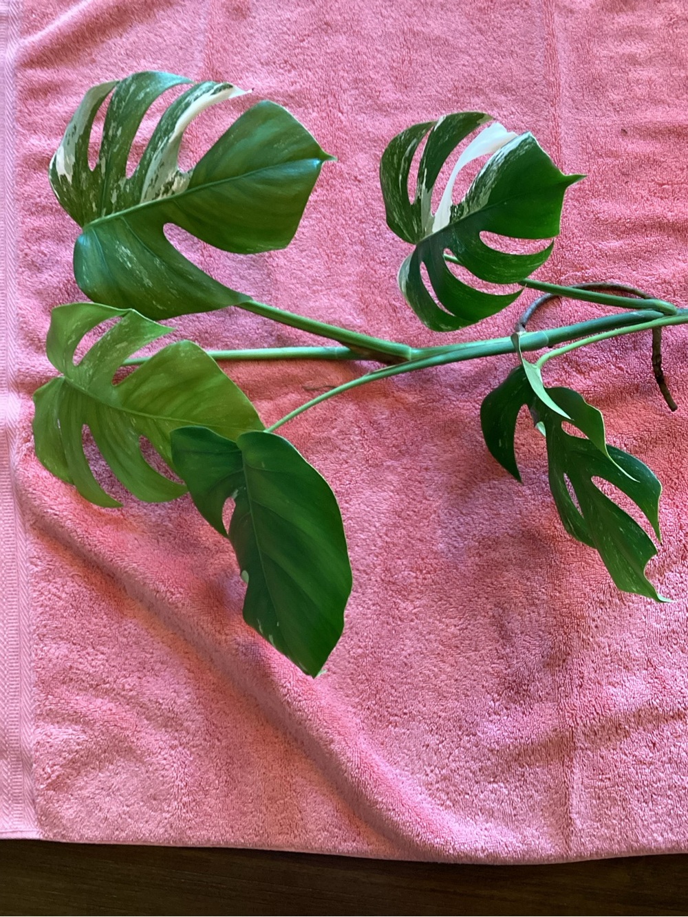 Monstera Borsigiana Albo - Picture 5 of 9